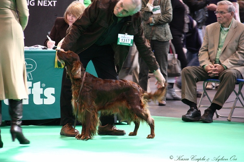 Crufts2011 515.jpg